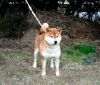 Suzushouryuu Go Sanuki Mizumotosou