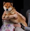 Hachiko