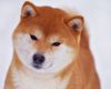 Handzimemesite Eidzaburo