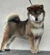 Hana Sumiko Go Proud FCI