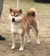 Kikuhana No Ootora Go Banshuu Kikusou