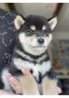 Unmei Han'ei Koda de La nouvelle aube