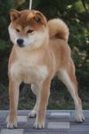 Nada No Ouhi Go Ryuugadou
