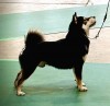 Yuki's Bounding Bruno