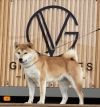 Azumi of Boxxemia Gold