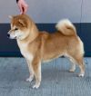 Toyokhara Shiba Amulet Of My Life
