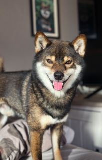 Saskatchewan Trail’s Taiyō no Goma Okami