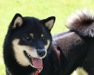 Donten ni Warau go Yukiko Kensha