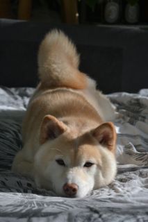 Uchuu Go Tsuki To Yama