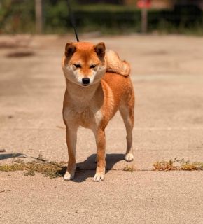 Tobitatsu Walking in the Wind