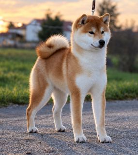 Hayato Son Of Mesa