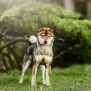 Inari Garden Amougoma