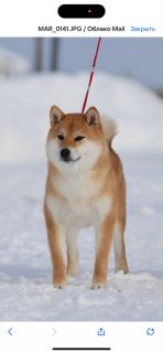 Hanagasumi Otohime Chiyo