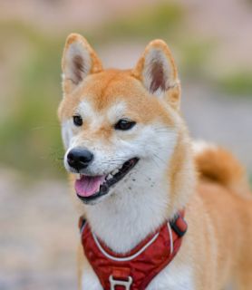Muryokusho Aenai Hibi no Maho