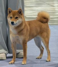 Muryokusho Ame Ni Saku Koi