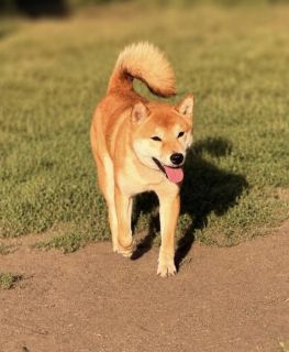 Tsuki No Benikuma Go Beniookamisou
