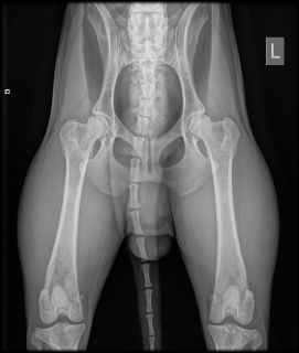 Hip X-ray of Atotori Yuzu Go Sakura Kensha