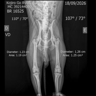Hip X-ray of Kojiro Go Ryukyu Uruma