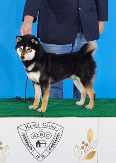 Kojiro Go Ryukyu Uruma