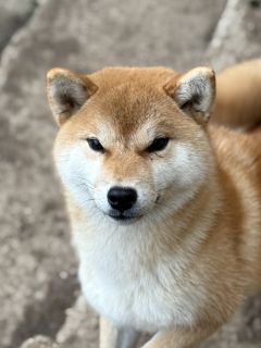 Atarashi Yoake go Sakura Kensha