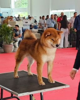 Kyoshi Sou Nihon Ken Of Prodigus Canis