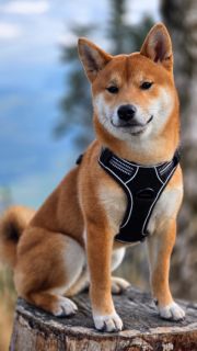 Eiji vom hundecampus