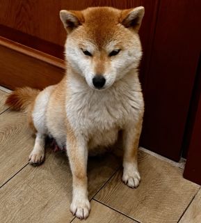 Kirey Kazoku Tanuki