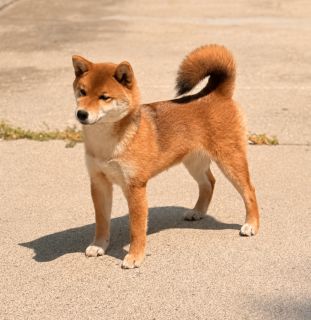 Diwasou Raikou No Tora at Tobitatsu