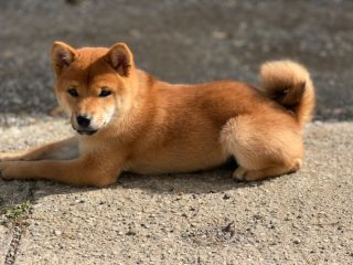 Fuji vom Hundecampus