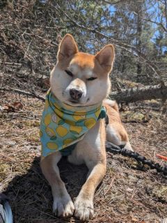 Kiba d'Urajiro
