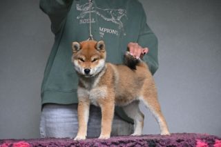 Daiki Go Buziaczek FCI