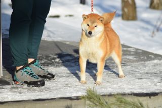 Keiko Go Buziaczek FCI