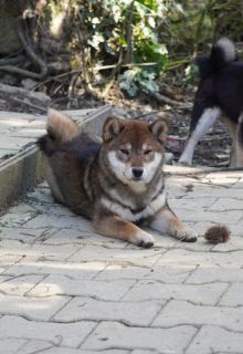 Aki go Aokigahara Jukaisou