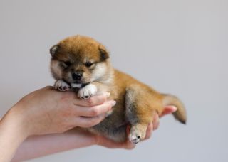 Akane-Hinata Seika No Hoshi