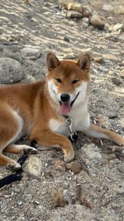 Yoshi Go Takama No Hara