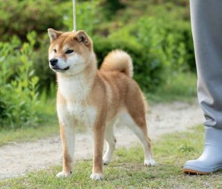 Inishie No Ryuka Go Bangaichisou