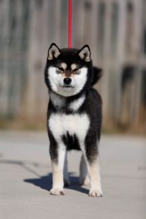 Yuki Go Wataky Kensha