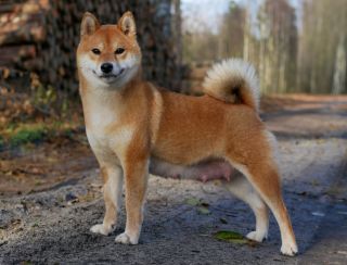 Tsuki Go Buziaczek