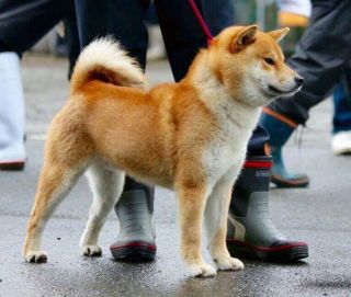 Hanaarashi Go Tosa Kuroshiosou
