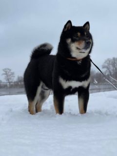 Kirey Kazoku Saniiro Rey
