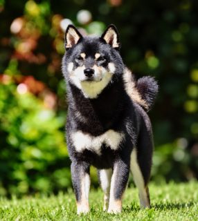 Kogui de Yama Inu Kennel